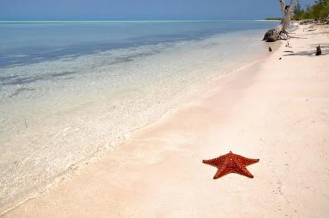 Starfish on the beach Stock Photos
