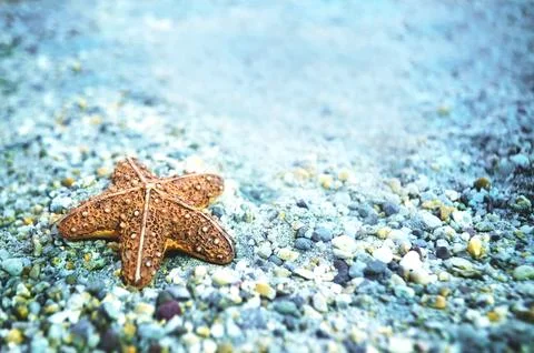Starfish on the beach Stock Photos