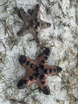 Starfish on a beach Stock Photos