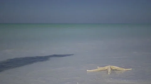 Starfish on the Beach of a Resort (4 of 13) Stock Footage 48690141