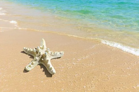 Starfish on a beach sand. Stock Photos