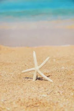 Starfish on the beach on the sand. Selective focus. Stock Photos