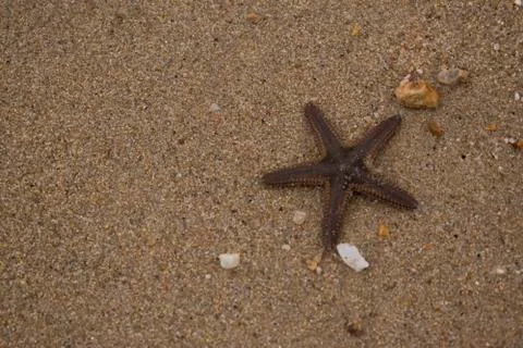 Starfish on beach sand, wildlife. Wallpaper, copy space. Stock Photos