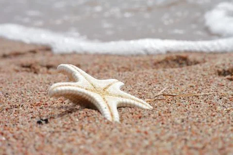 Starfish on the beach. Sandy beach with waves. Summer vacation concept. Stock Photos