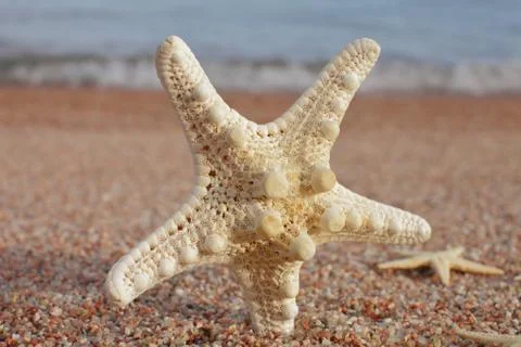 Starfish on the beach. Sandy beach with waves. Summer vacation concept. Stock Photos