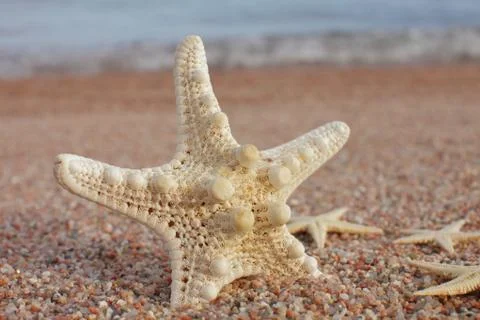 Starfish on the beach. Sandy beach with waves. Summer vacation concept. Stock Photos