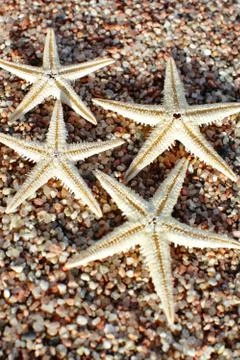 Starfish on the beach. Sandy beach with waves. Summer vacation concept. Stock Photos