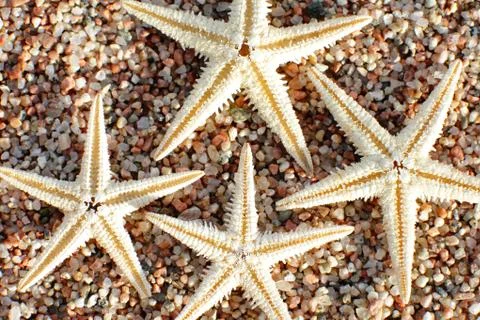 Starfish on the beach. Sandy beach with waves. Summer vacation concept. Stock Photos