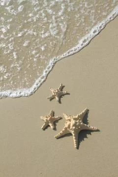Starfish on the beach at summer Stock Photos