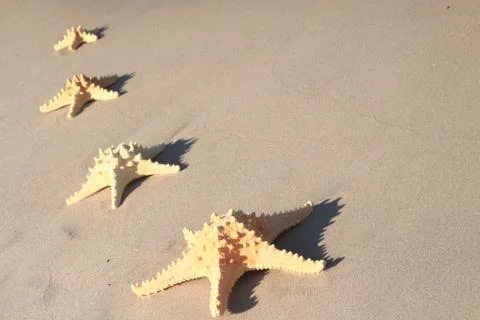 Starfish on the beach at summer Stock Photos