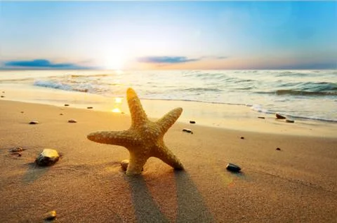 Starfish on the beach. Summer time 스톡 사진