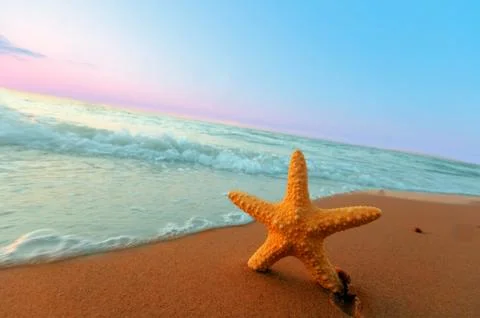 Starfish on the beach. Summer time Foto stock