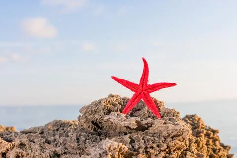 Starfish on the beach at sunrise Photos
