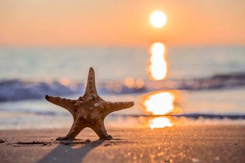 Starfish on the beach at sunset 库存照片