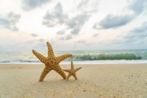 Starfish on the beach sunset Stock Photos