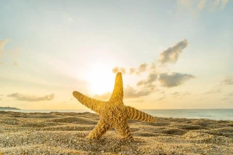 Starfish on the beach sunset Stock Photos