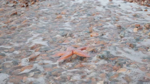 Starfish being covered by the waves of the sea by the seashore in 4K. Stock Footage 168771365
