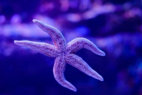 Starfish below, close up. Bokeh of five-pointed starfish on background of oce Stock-Fotos