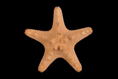 Starfish on black background Stock Photos