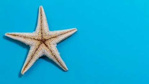 Starfish on blue background Stock Photos