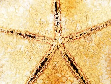Starfish bottom view macro, background, texture 스톡 사진