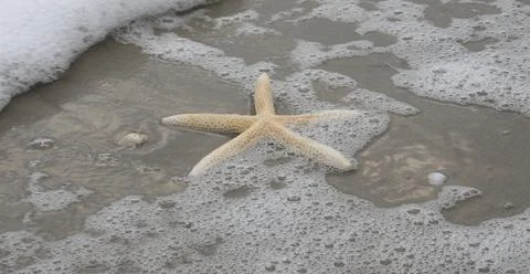 Starfish Bubbles Stock Photos