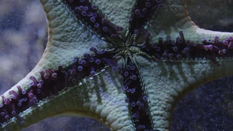 A Starfish from the buttum. Stock Footage 266207047