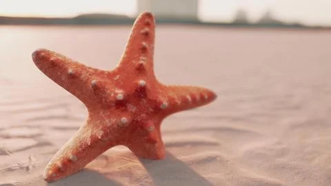 Starfish on the city beach Illustration
