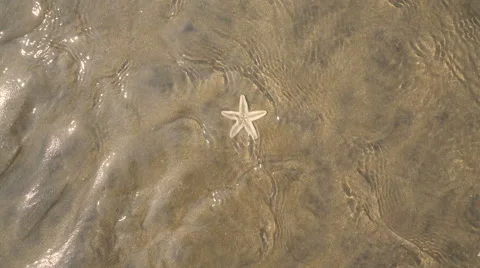 Starfish in clean water with light reflection. Stock Footage 61165148