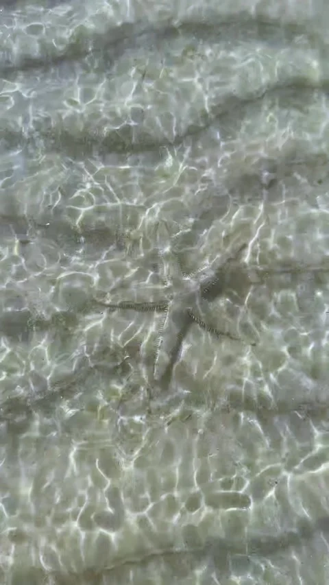Starfish in Clear Shallow Waters Stock Footage 274270992
