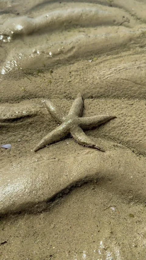 Starfish in Clear Shallow Waters Stock Footage 274271022