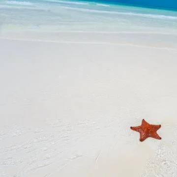 Starfish in clear water Stock Photos