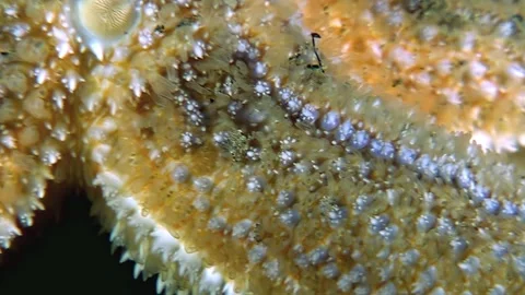 Starfish Close-Up Exploring Textures and Patterns of White Sea Creature Stock Footage 323158150