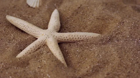 Starfish Close Up Stock Footage 64143928