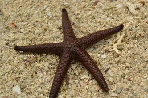 Starfish close up Stock Photos