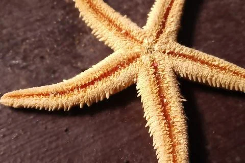 Starfish Close Up. Foto stock