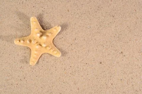 Starfish close-up in a sand Stock Photos