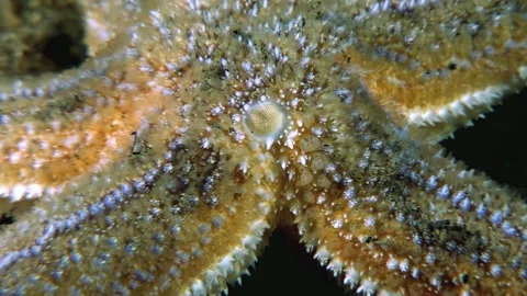 Starfish Closeup in the Freezing Waters of the White Sea Stock Footage 323935139