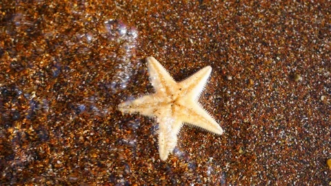 Starfish closeup view Stock Footage 97908144