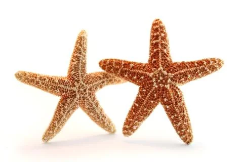 Starfish couple Stock Photos