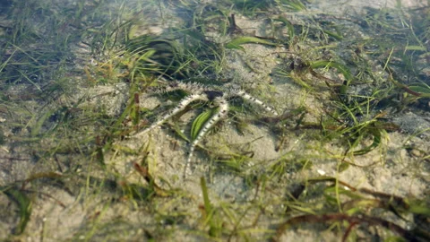 Starfish crawling Stock Footage 232008146
