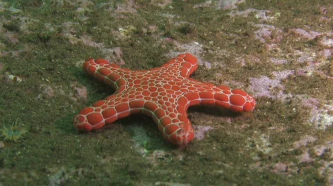 Starfish crawling in the Ocean Stock Footage 436739