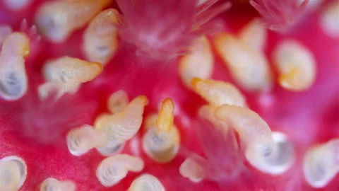 Starfish Crossaster papposus under microscope, phylum Echinodermata Stock Footage 296605009