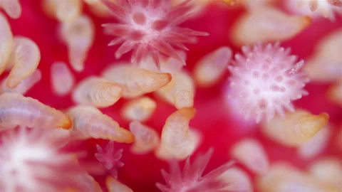 Starfish Crossaster papposus under micro... | Stock Video | Pond5