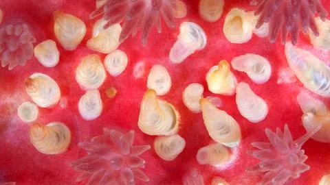 Starfish Crossaster papposus under microscope, phylum Echinodermata. Cutaneou Stock Photos