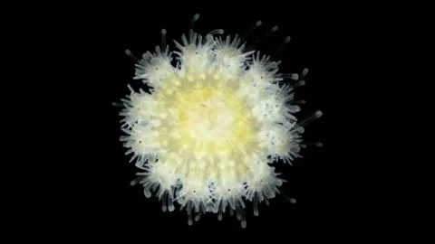 Starfish Crossaster sp. under a microscope, Solasteridae family, phylum Stock Footage 257559982