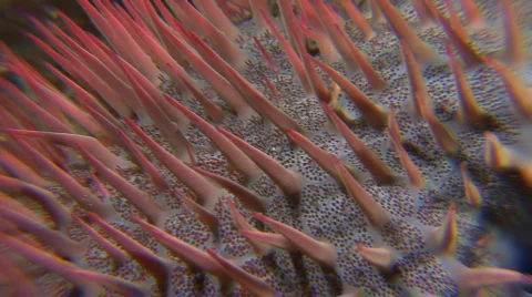 Starfish Crown of Thorn close up Stock Footage 128825
