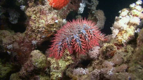 Starfish Crown of Thorn Stock Footage 128818