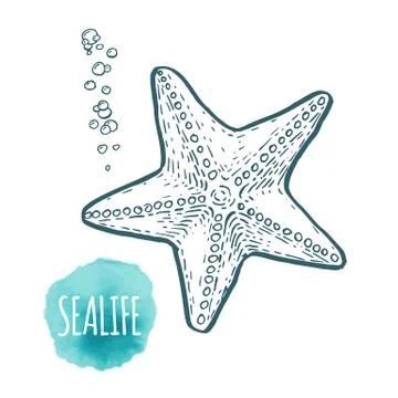 Starfish drawing on white background. Hand drawn seafood illustration Illustrazione stock