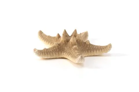 Starfish dried isolated Stock Photos